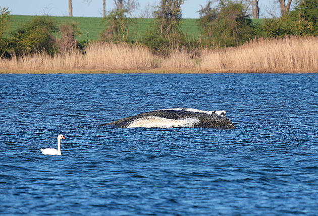 Velryba Timmy se osvobodila, pak ale opět zůstala ležet a stále se nepohnula