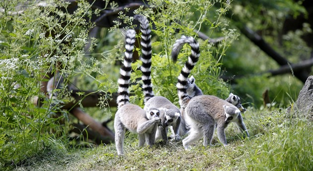 Z ostravské zoo utekl lemur. Nechytat, nekrmit, nesahat, je nebezpečný, varují